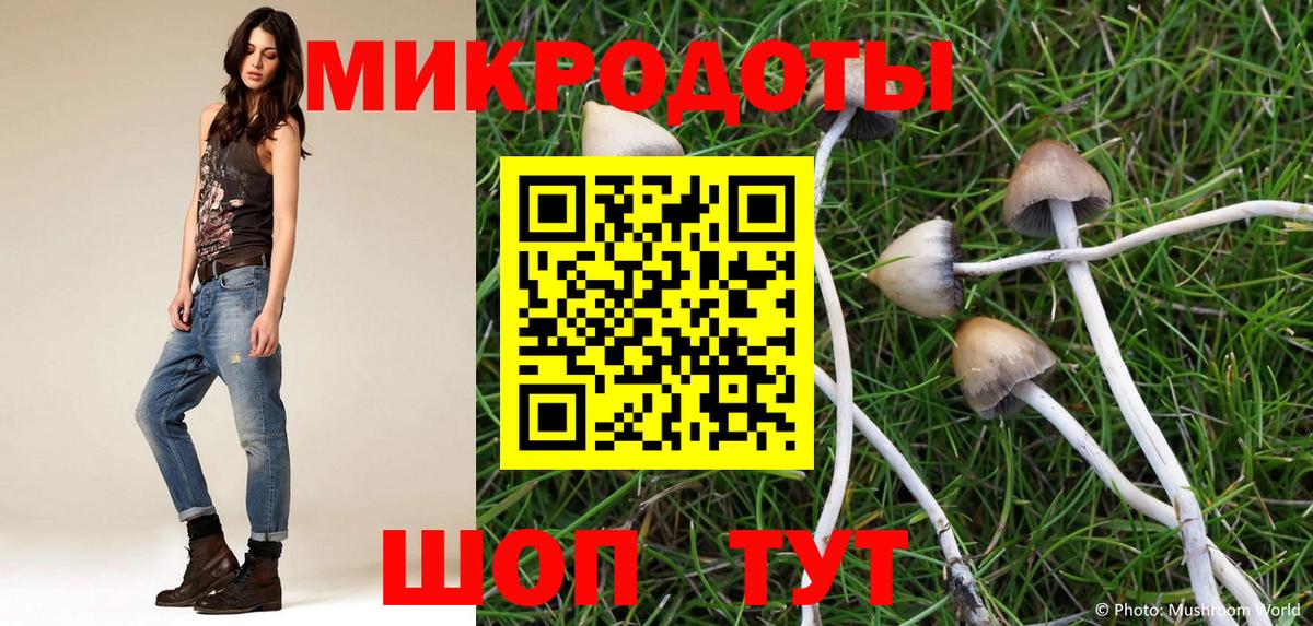 Псилоцибиновые грибы Psilocybe Назрань