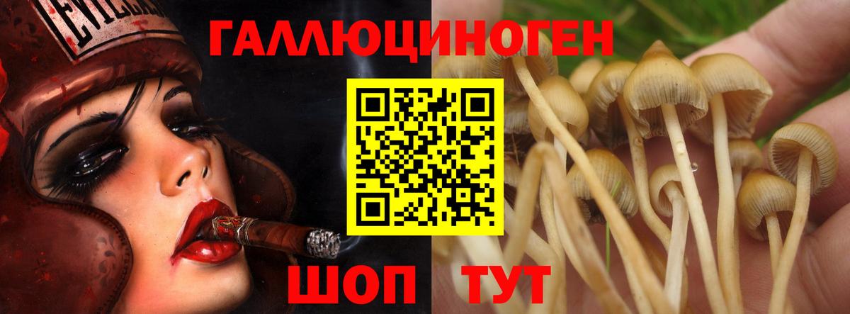 Назрань  цены наркотик  Вход с VPN  Галлюциногенные грибы Psilocybine cubensis 